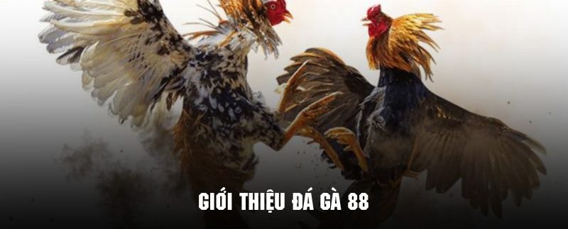 Tìm hiểu tổng quan về phiên bản đá gà 88 cực kỳ nổi tiếng