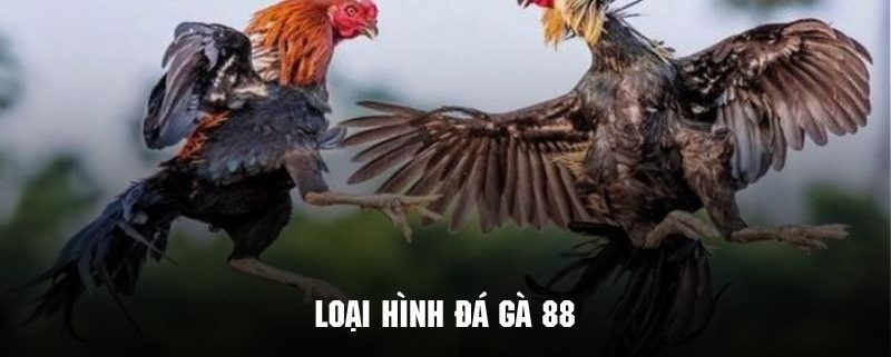 Điểm qua một số loại hình đá gà 88 cực kỳ hấp dẫn